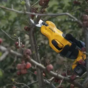 cordless secateurs pruning a tree to prepare it for winter