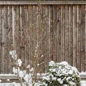 a garden fence and plants covered in snow