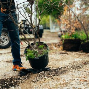 a man moving a potted tree