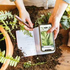 somebody using a mobile phone to identify a plant