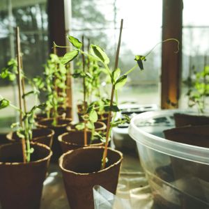 potted plants on a windowsill, protected from the winter weather