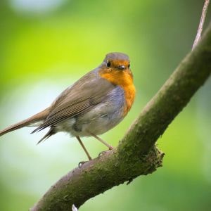 a robin on a branch in winter