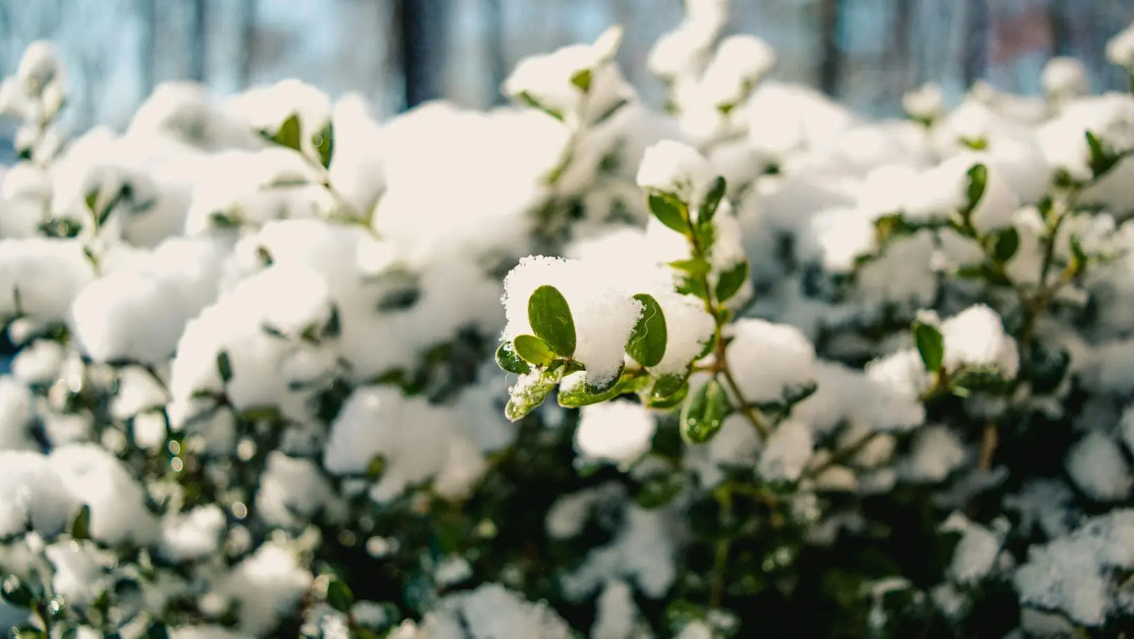 snow on plants