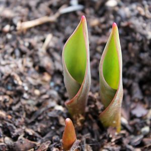 tulips growing through mulch
