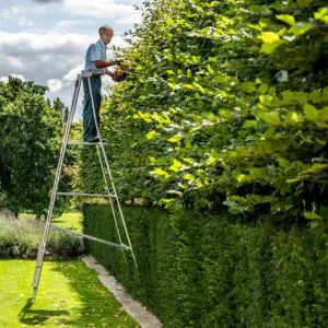 a man stood on a Henchman ladder, pruning a tree