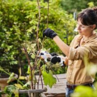 a woman pruning a potted tree using STIHL ASA 20 Secateurs