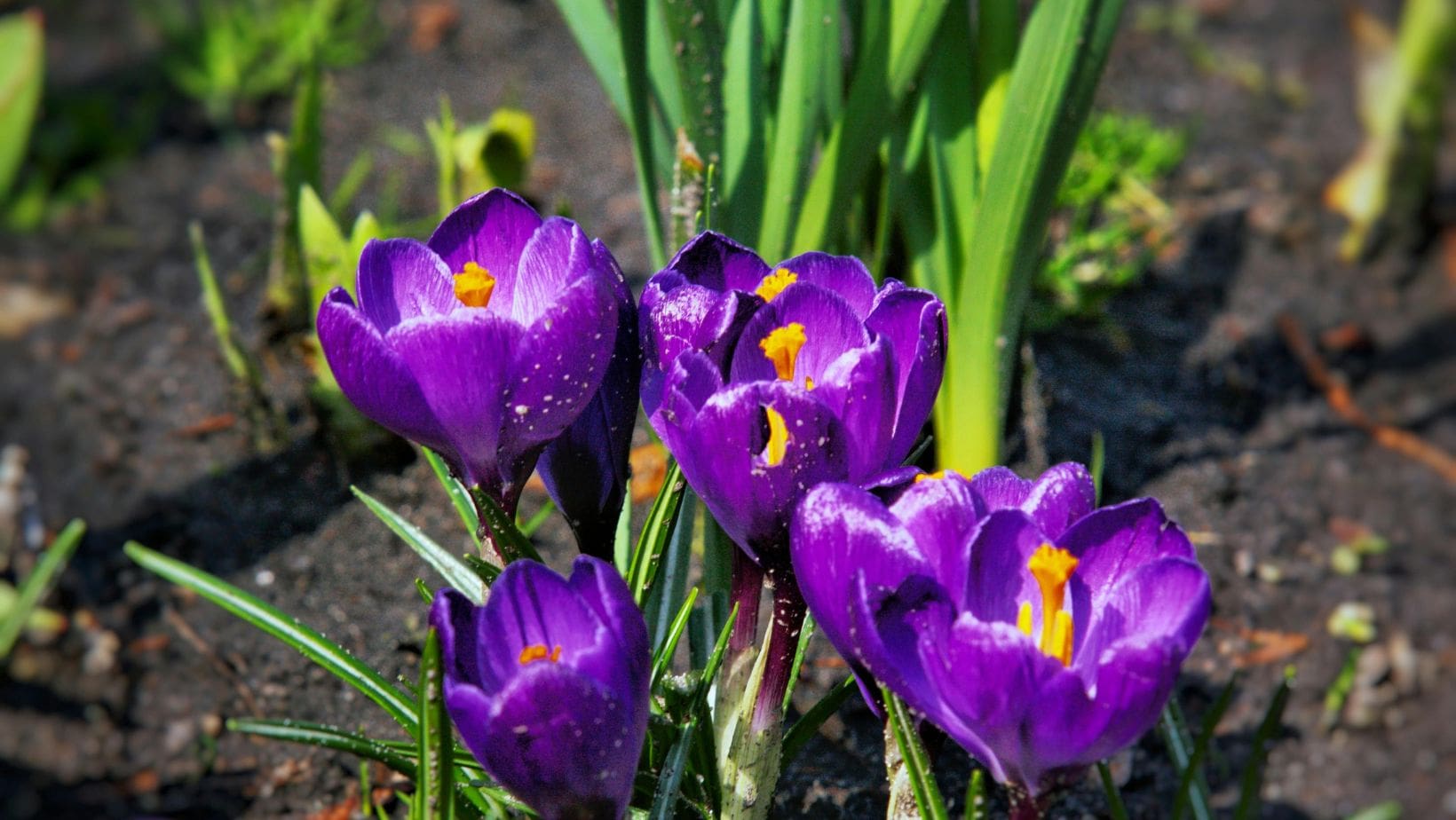 a close up of purple crocuses growing in an early spring garden