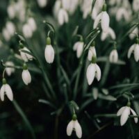 a close up of a clump of snowdrops