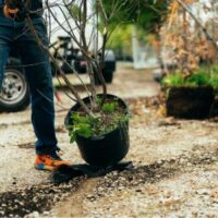 a man carrying a dormant potted tree