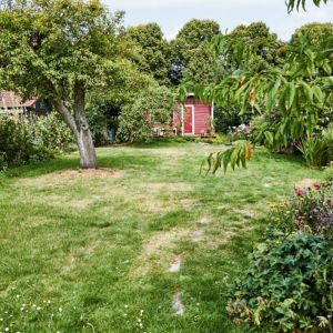 bare patches on a large lawn, with trees and a shed in the background