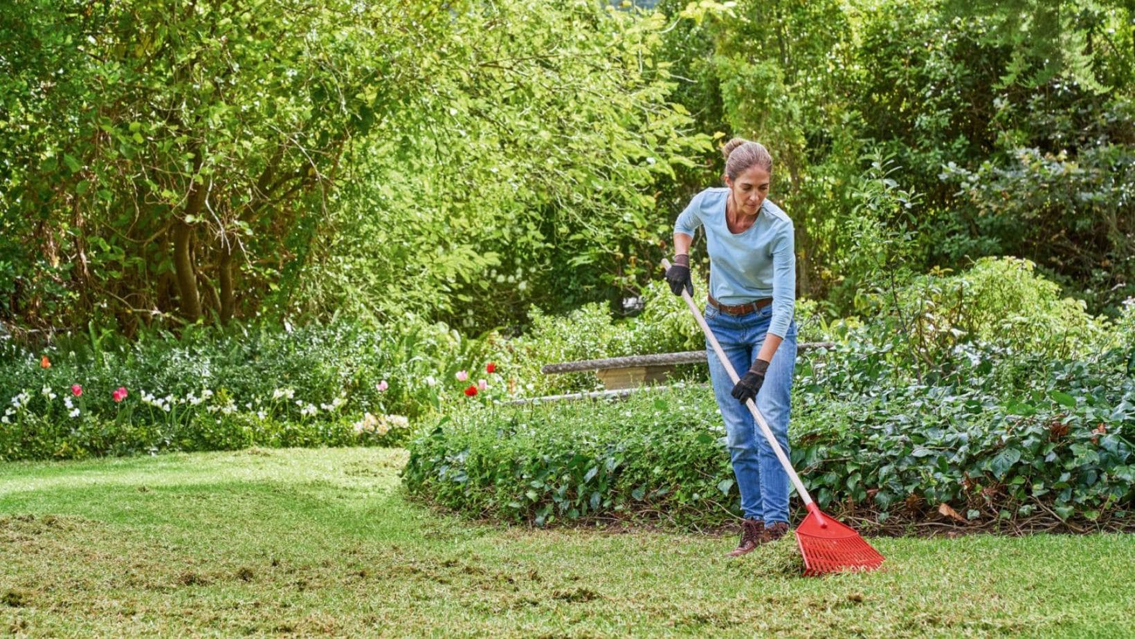a woman removing thatch from a lawn using a rake, as part of her spring lawncare routine