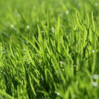 a close up of grass