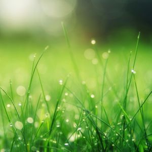 a close up of grass growing in spring