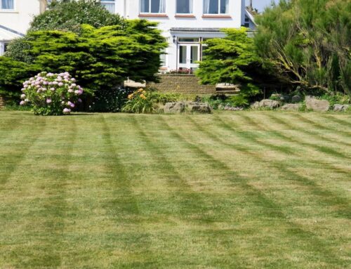 5 Lawncare Myths That Need Mowing Down