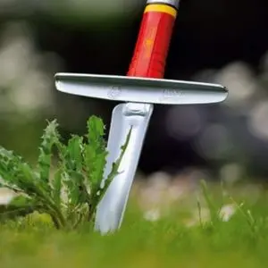 a Wolf-Garten Multi-Change Weeding Knife stuck in a lawn, next to a weed