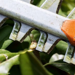 a close up of a hedge trimmer blade next to some newly cut hedging