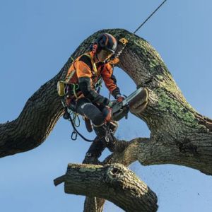 someone wearing full PPE and a safety harness, balancing on a tree branch and carrying a Husqvarna top handle chainsaw