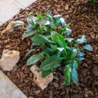 a plant surrounded by mulch and paving stones