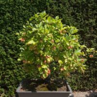 a small crab apple tree in a container next to a hedge