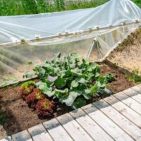 plants in a garden bed, shaded by a temporary shelter, consisting of a white net supported by metal poles