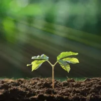 a close up of a seedling growing in a garden on a sunny day