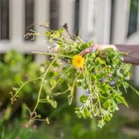 someone holding a bunch of weeds