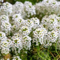 lots of white alyssum in a garden