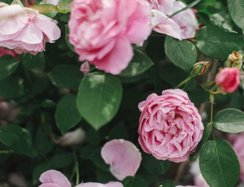 10 Smart Ways to Protect Your Plants from a Heatwave