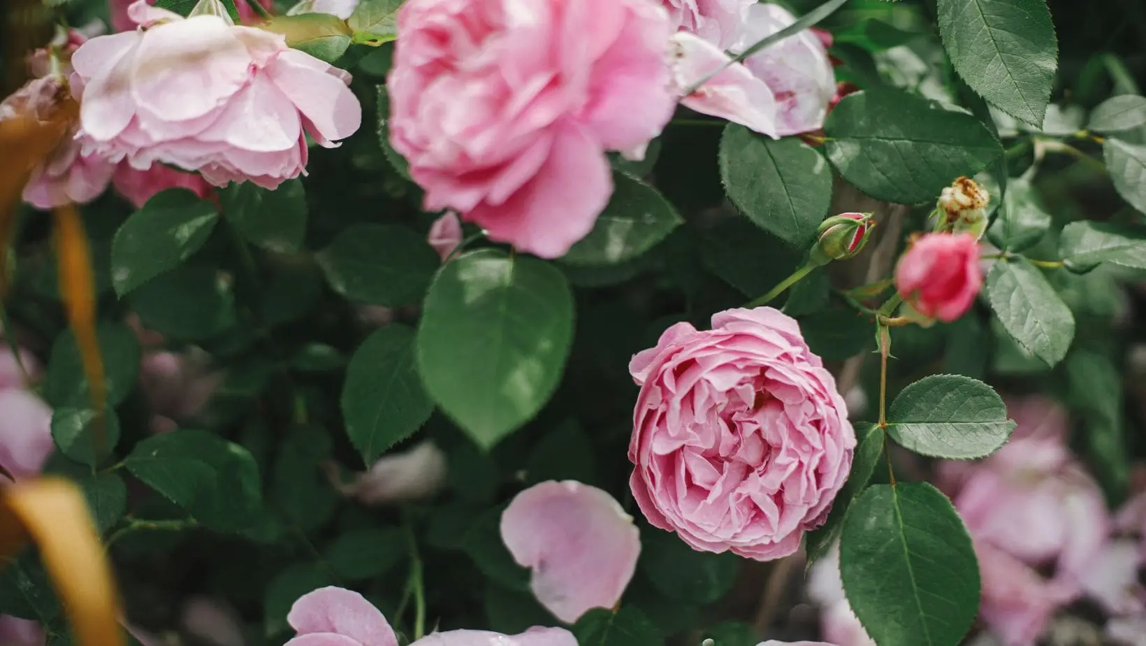 a close-up of pink roses in a garden