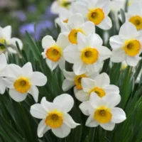 daffodils with white petals