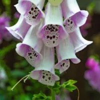 a close up of pink foxgloves