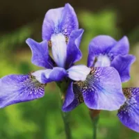 irises in a garden