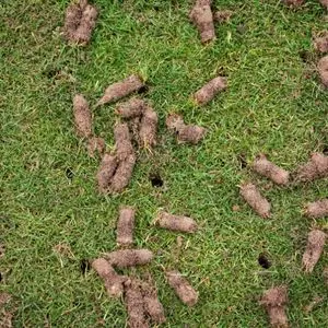 small plugs of soil lying on an aerated lawn