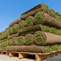 rolls of new turf on wooden pallets 
