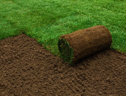 Our Complete Guide to Laying New Turf