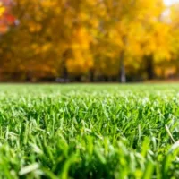 lush, green grass with autumn-coloured trees in the background
