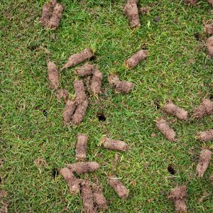 small plugs of turf lying on an aerated lawn