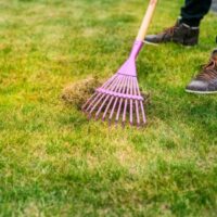 someone using a pink rake to remove moss from a lawn