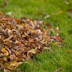 a pile of fallen leaves on a lawn
