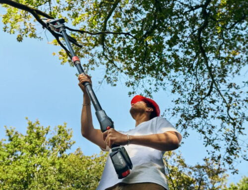 What to Look for When Buying a Pole Pruner