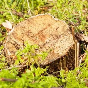 a tree stump surrounded by greenery