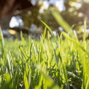a close up of long grass blades, with trees in the background