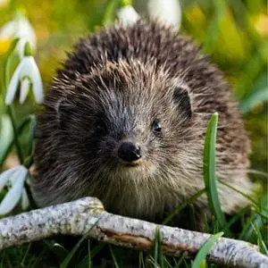 a face-on view of a hedgehog, sat between a stick and some snowdrops