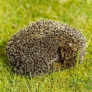 a hedgehog curled up in a ball on a lawn