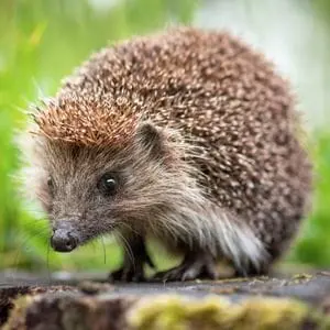 a closeup of a hedgehog perched on top of a stone structure