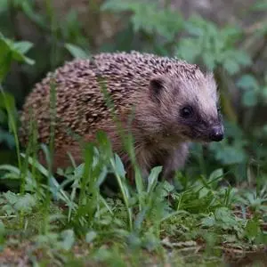 a hedgehog walking through an untended area of a garden