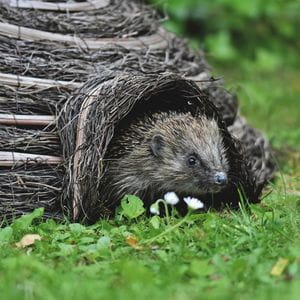 a hedgehog coming out of a hedgehog house, which is built from wood and straw