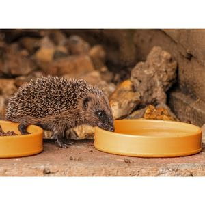 a hedgehog with one foot in a yellow food bowl, drinking water out of another yellow bowl next to a wall