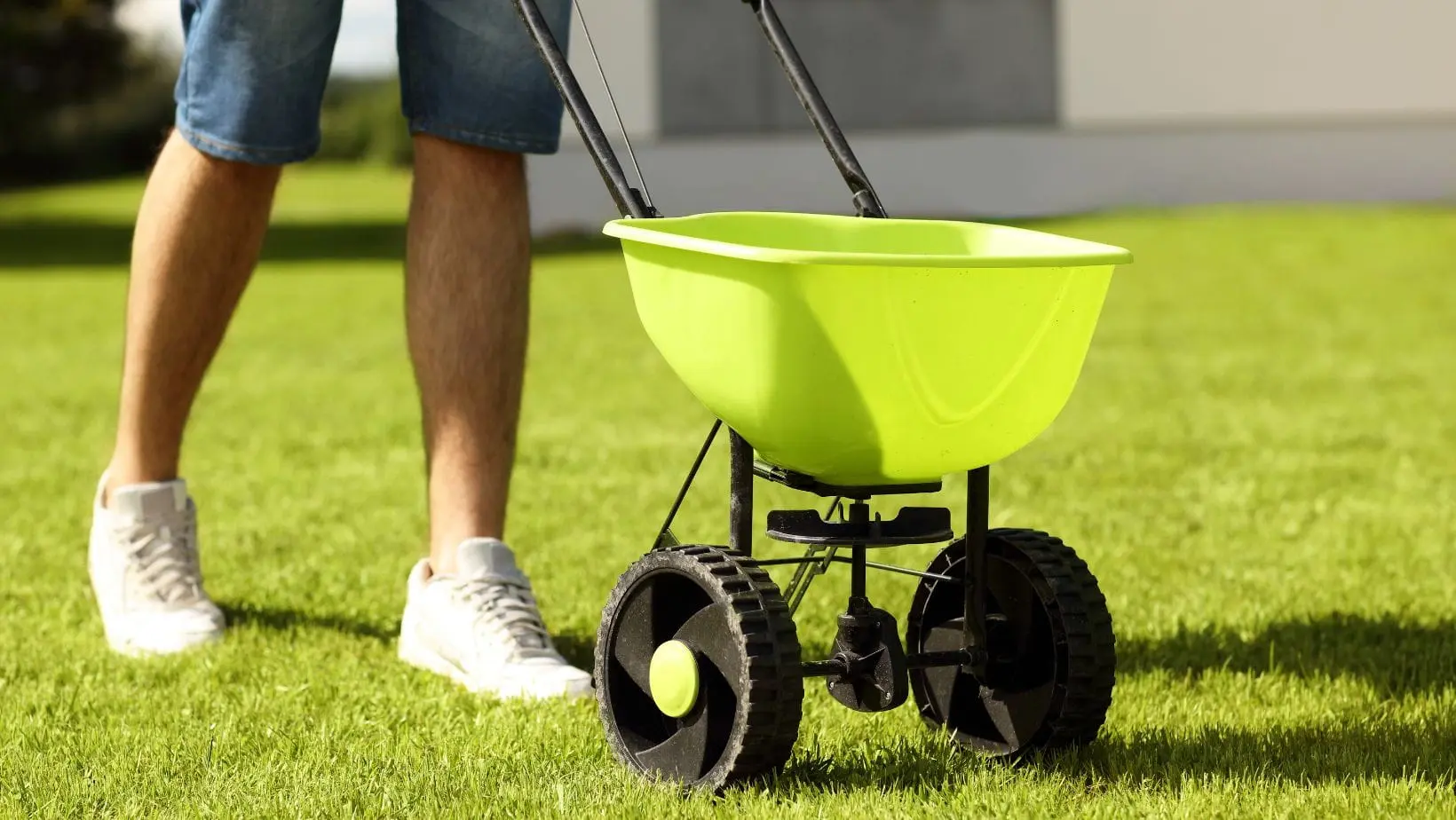 someone wearing shorts, pushing a bright-green broadcast spreader across a lawn