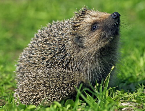How Robot Mower Owners Can Help Keep Hedgehogs Safe